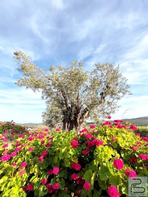 Casa Can Lluc Con Piscina, Jardin Y Vista Al Campo Sant Miquel de Balansat Eksteriør bilde